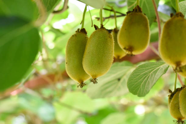 istock Green kiwi fruit on Actinidia Issai tree 1011796308