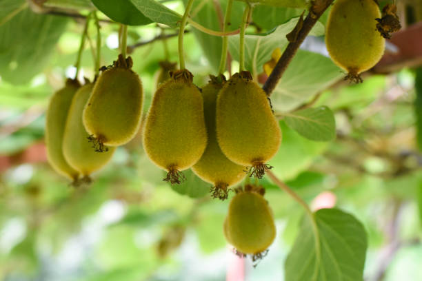 istock Green kiwi fruit on Actinidia Issai tree 1011796782