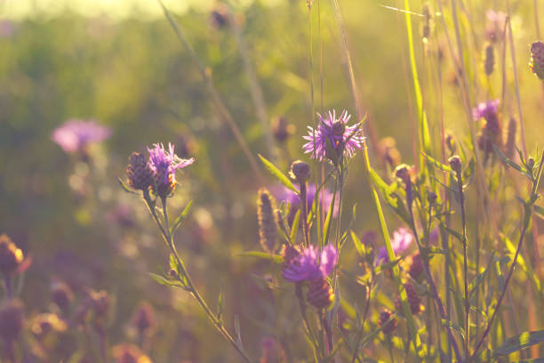 istock sunset in the field 1011802130
