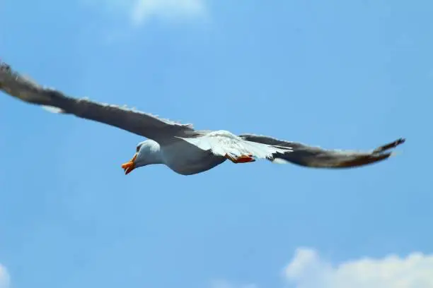 A herring-gull flying in the sky after taking food from the ferry boat passengers