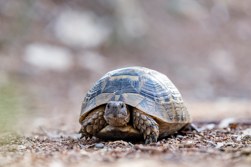 Land tortoise (Turtle). Cryptodires retract their neck backwards. Turtles are diapsids of the order Testudines (or Chelonii) characterized by a special bony or cartilaginous shell.