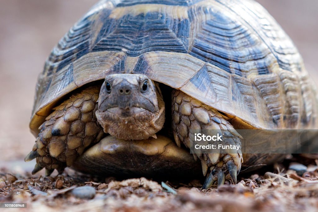 Tortoise Is Looking At The Camera Stock Photo - Download Image Now - Aegean  Turkey, Africa, Agricultural Field - iStock