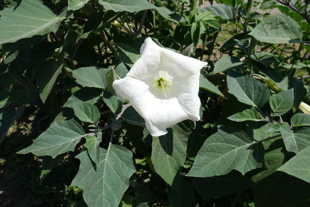 один белый цветок datura innoxia летом - metel стоковые фото и изображения