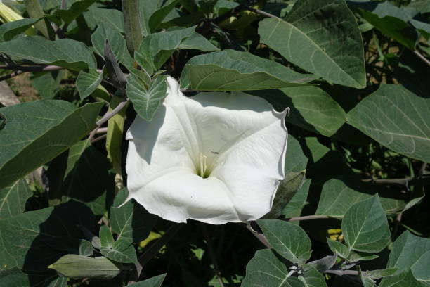 White flower of Datura innoxia in summer White flower of Datura innoxia in summer datura meteloides stock pictures, royalty-free photos & images
