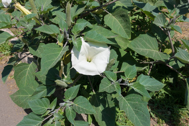 Showy white flower of Datura innoxia in summer Showy white flower of Datura innoxia in summer datura meteloides stock pictures, royalty-free photos & images