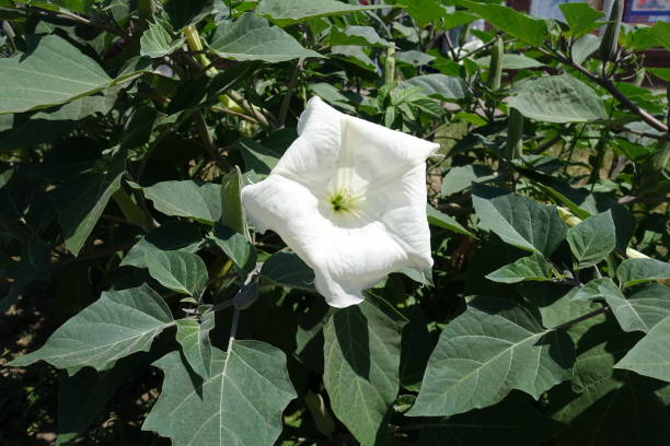 один белый цветок datura innoxia летом - metel стоковые фото и изображения