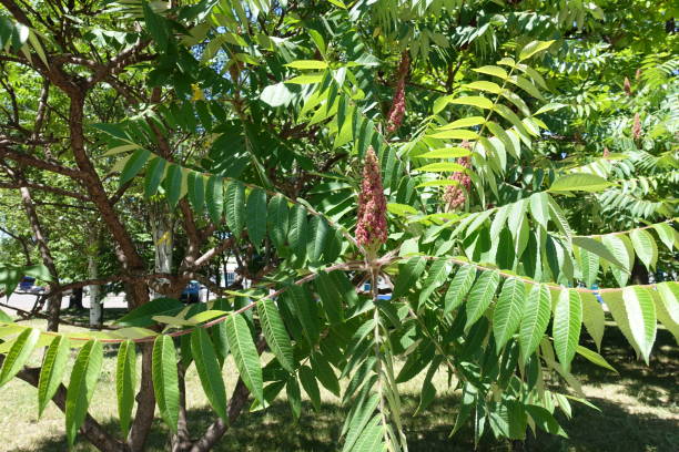 istock Inflorescence in the leafage of vinegar tree 1011809414