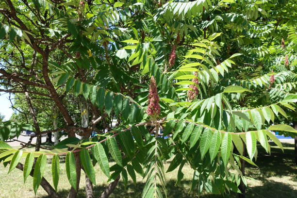istock Conic cluster in the leafage of vinegar tree 1011809478