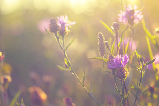 istock sunset in the field 1011809920