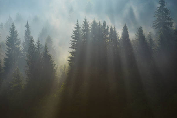 istock sunbeams in the forest 1011813554