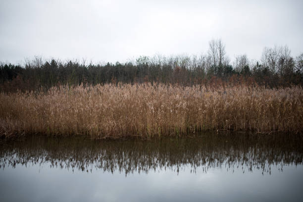 Saxony-Anhalt, Germany: Reeds on the lake shore from the water.