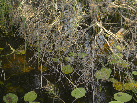 Thicket and water lily in a pond, outdoor cropped shot