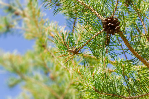 istock Pine branches with cone on warm golden sun rays. Warm spring background 1011818754