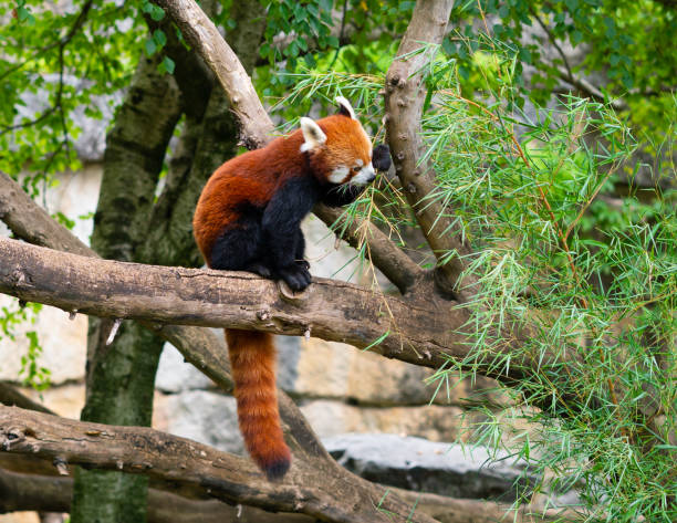A red panda (Ailurus fulgens)
