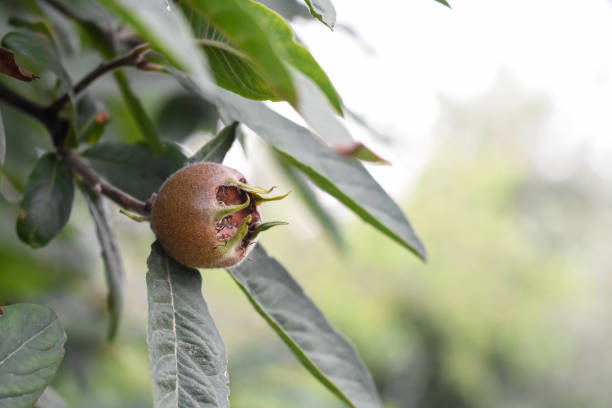 Medlar fruit on a branch Fruit of Mespilus germanica germanica mespilus mespilus germanica mispel stock pictures, royalty-free photos & images