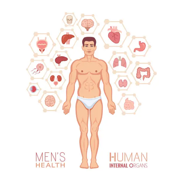 Vector illustration of Human anatomy. Male body with internal organs