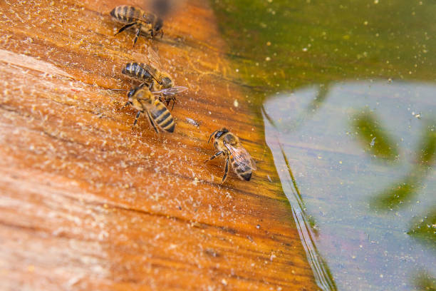 istock Bees drinking water at the summer. 1011827350