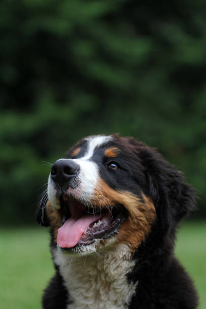 istock Bernese Mountain dog puppy watching 1011827698