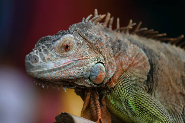 istock Iguana on a tree branch - portraitIguana on a tree branch - portrait 1011828222