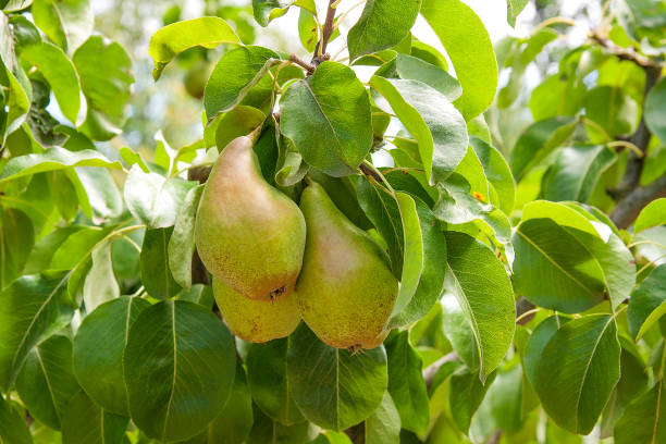 istock Shiny delicious pears hanging from tree branch 1011833588