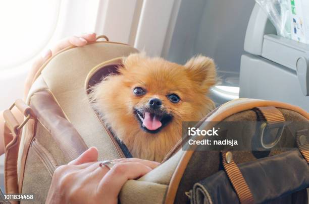平面選択的なフォーカスの船上旅行バッグに小型犬 Pomaranian スピッツ - 犬のストックフォトや画像を多数ご用意 - 犬, 飛行機, ペット