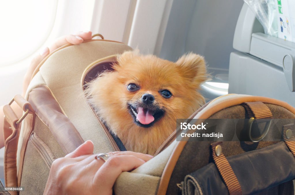 small dog pomaranian spitz in a travel bag on board of plane, selective focus small dog pomaranian spitz in a travel bag on board of plane Dog Stock Photo