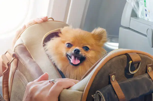 Photo of small dog pomaranian spitz in a travel bag on board of plane, selective focus