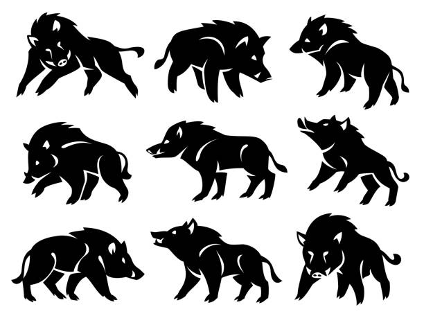 Illustration of the silhouette of a wild boar vector art illustration