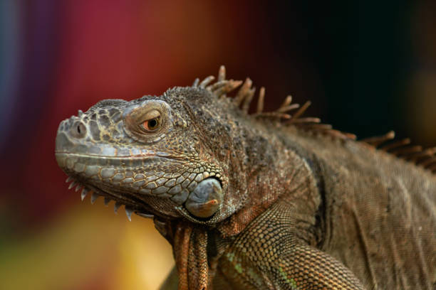istock Iguana on a tree branch - portrait 1011839036
