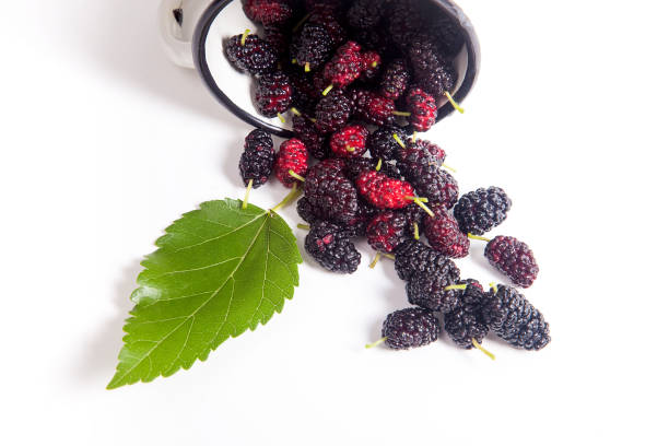 istock White cup with black mulberry fruit and leaf on white 1011839130