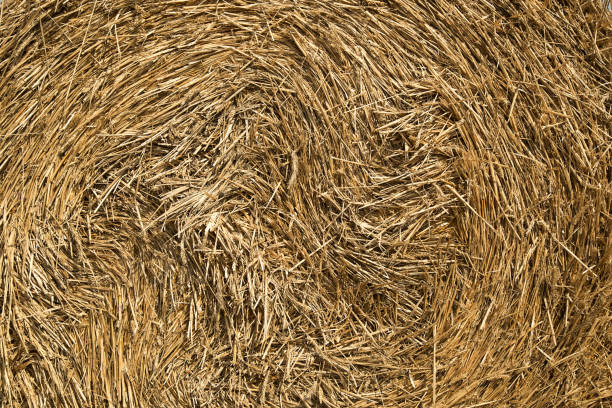 istock Roll of straw on the mown field 6 1011845194