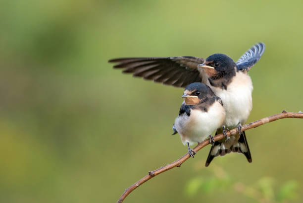 istock Two nestling barn swallows (Hirundo rustica) waiting for their parents. 1011845260