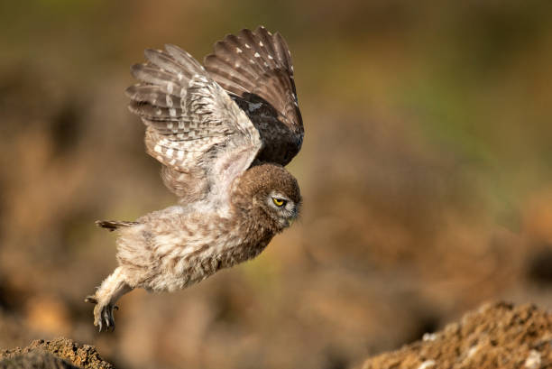 istock Young little owl (Athene noctua) is flying 1011845292