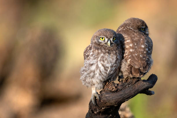 istock Two young little owl (Athene noctua) stands on a branch 1011845312