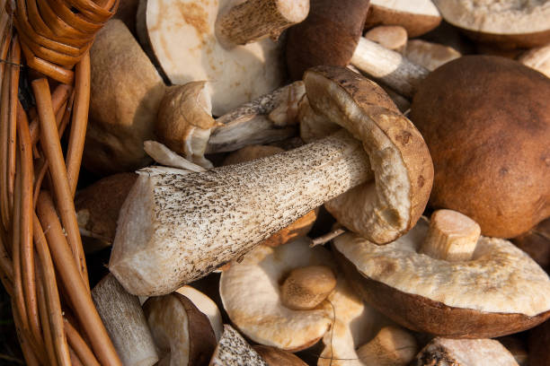 istock Brown cap boletus in the wicker basket on natural background. 1011845498