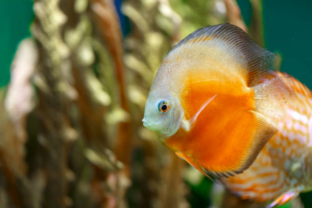 Orange aquarium, tropical fish Discus Orange aquarium, tropical fish Discus red pigeon blood discus stock pictures, royalty-free photos & images