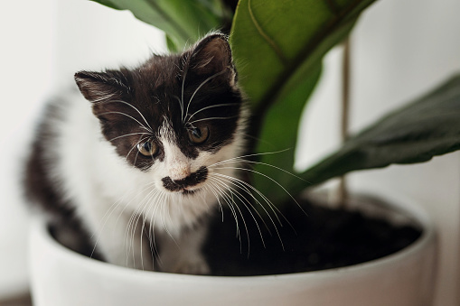 cute little kitten sitting under fiddle leaf fig tree in stylish room. adorable black and white kitty playing in pot at green leaves, funny moments, home pets