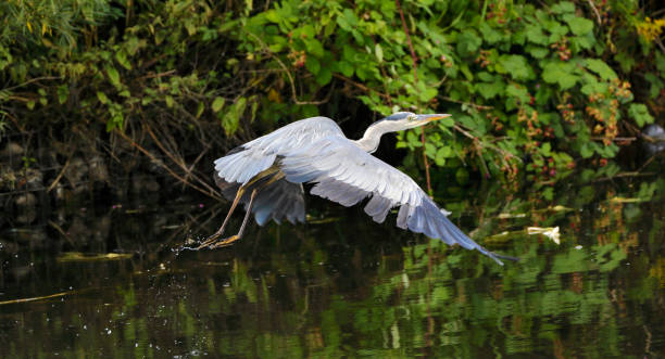 istock Flying grey heron splashing low over water Mitcham Pond 1011848710