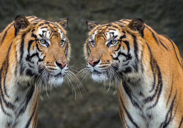 istock Two tigers relax in the natural environment. 1011848754