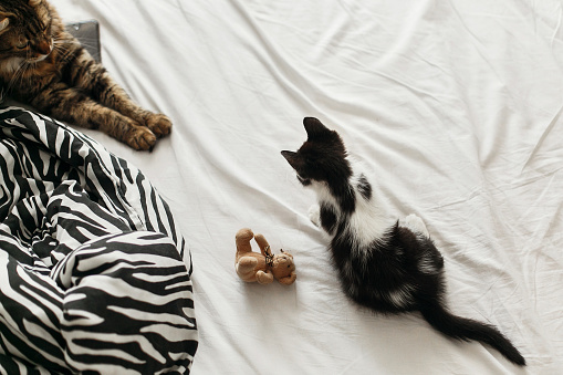 cute two cats playing on bed in morning light, top view. adorable black and white kitten and tabby maine coon with funny emotions playing on blanket. cozy home