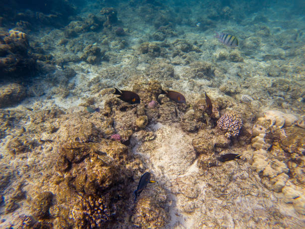 istock Black surgeonfish swimming by coral reef 1011849646