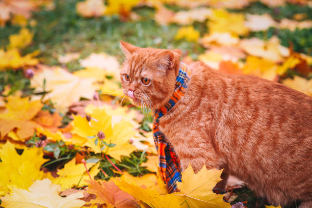 istock British shorthair red cat in autumn 1011849684