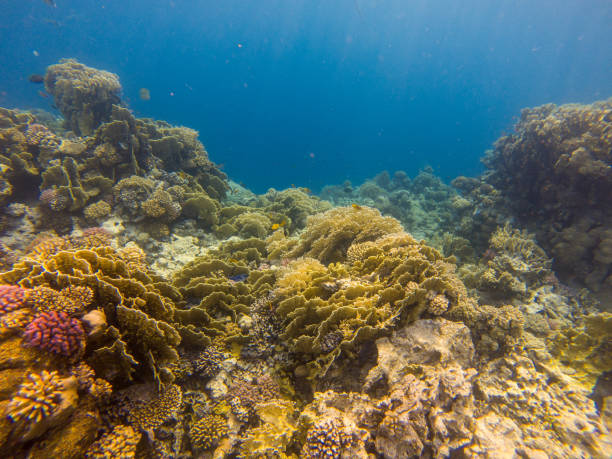 istock Abstract underwater scene, sun rays and coral reef. 1011849764