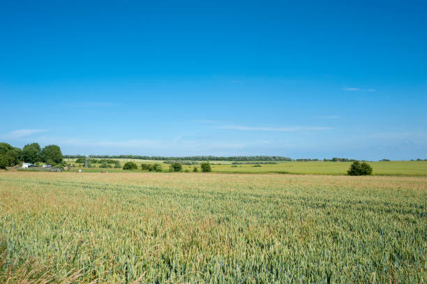 istock Landscape with grainfield in Putgarten 1011849794