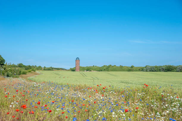Landscape with cornfield at Cape Arkona