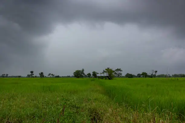 Photo of Old cottage cabin in green rice field with rain clouds.