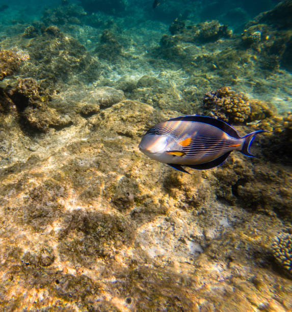 istock The sohal face surgeonfish or sohal tang, Acanthurus sohal 1011852056