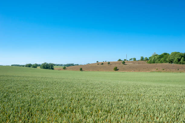 Landscape with grainfield in Putgarten