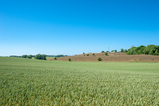 Landscape with grainfield in Putgarten