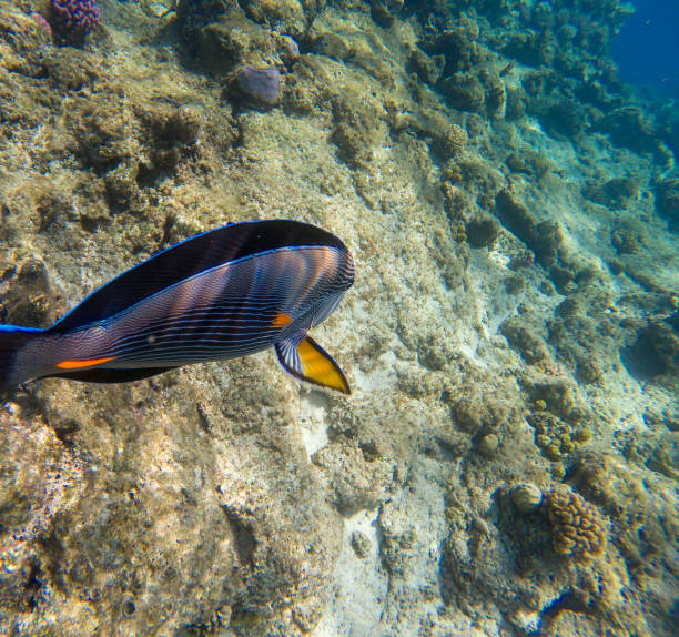istock Sohal surgeon-fish at the Red Sea 1011852184